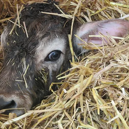 格尔霍夫酒店 农家乐 *