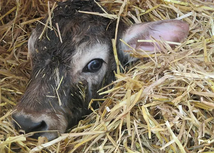 Gerlhof Çiftlik konaklama *
